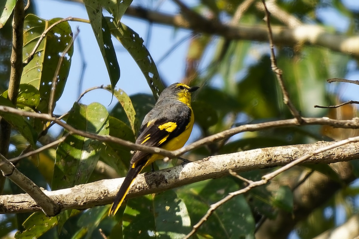 Orange Minivet - ML645197231