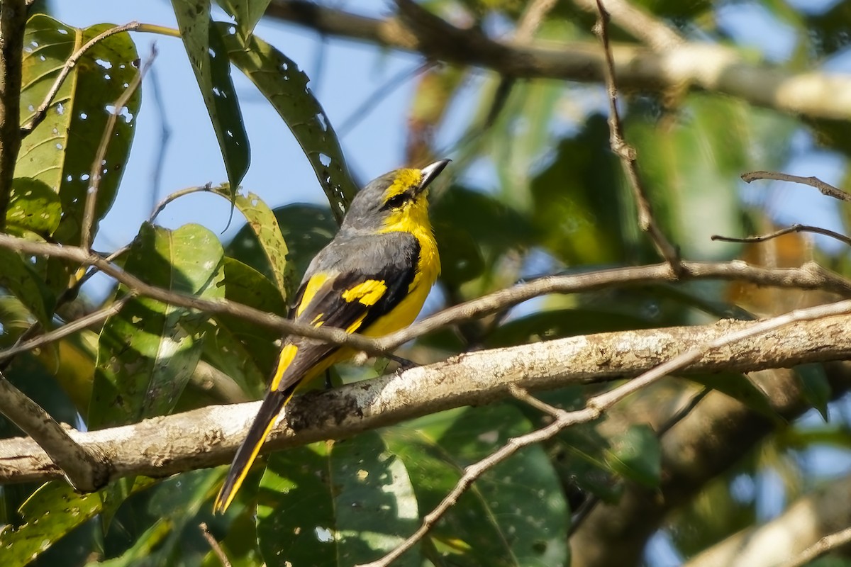 Orange Minivet - ML645197232