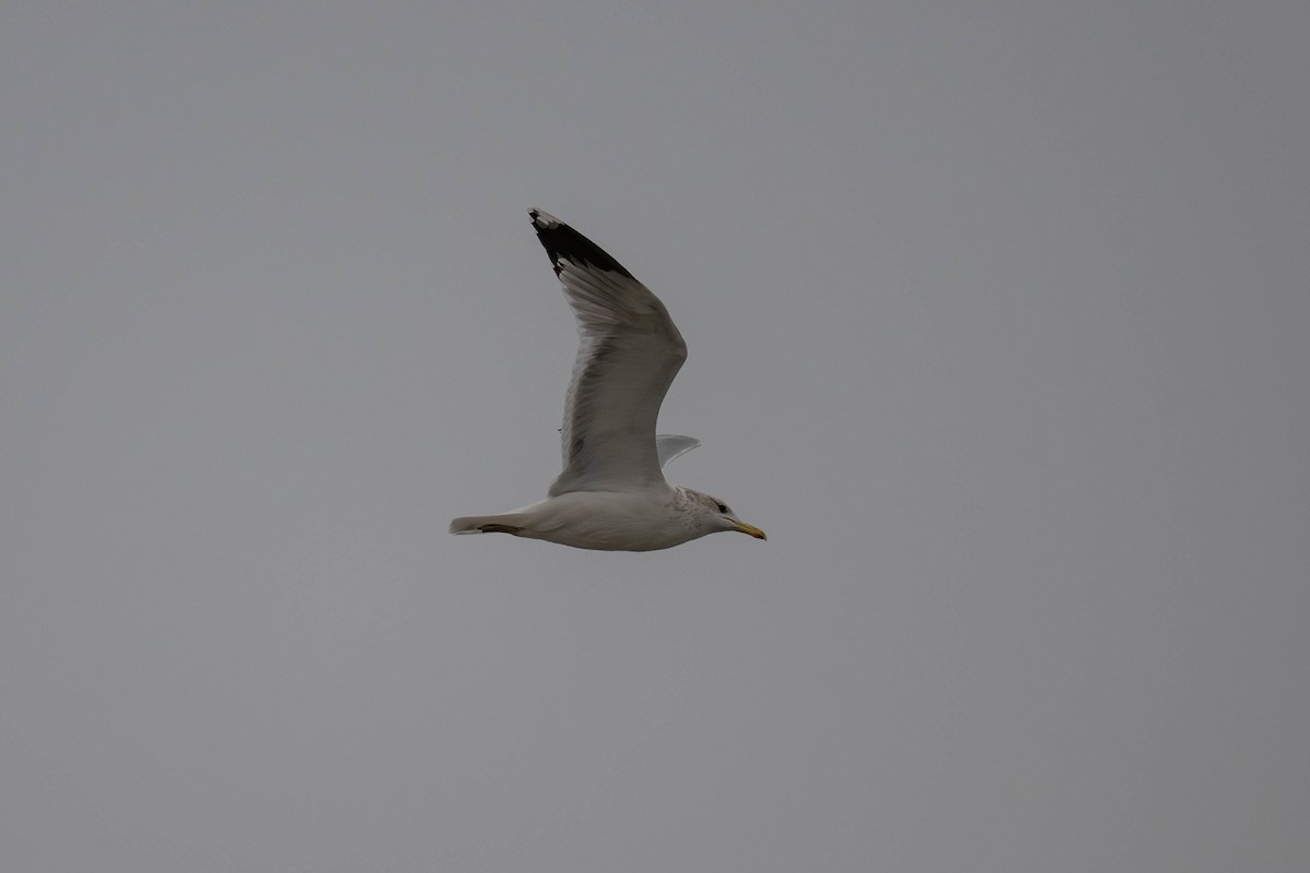 California Gull - ML645197233