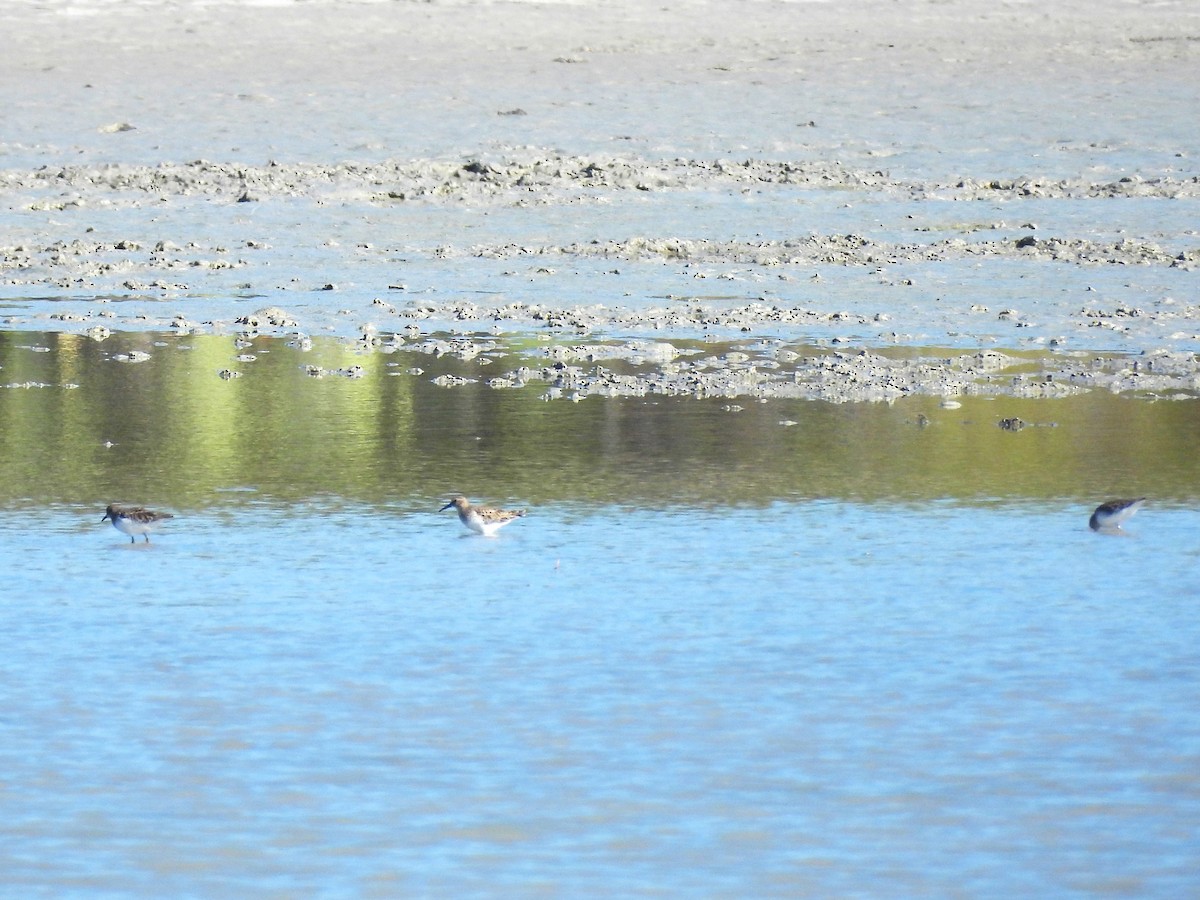 Least Sandpiper - ML645197234