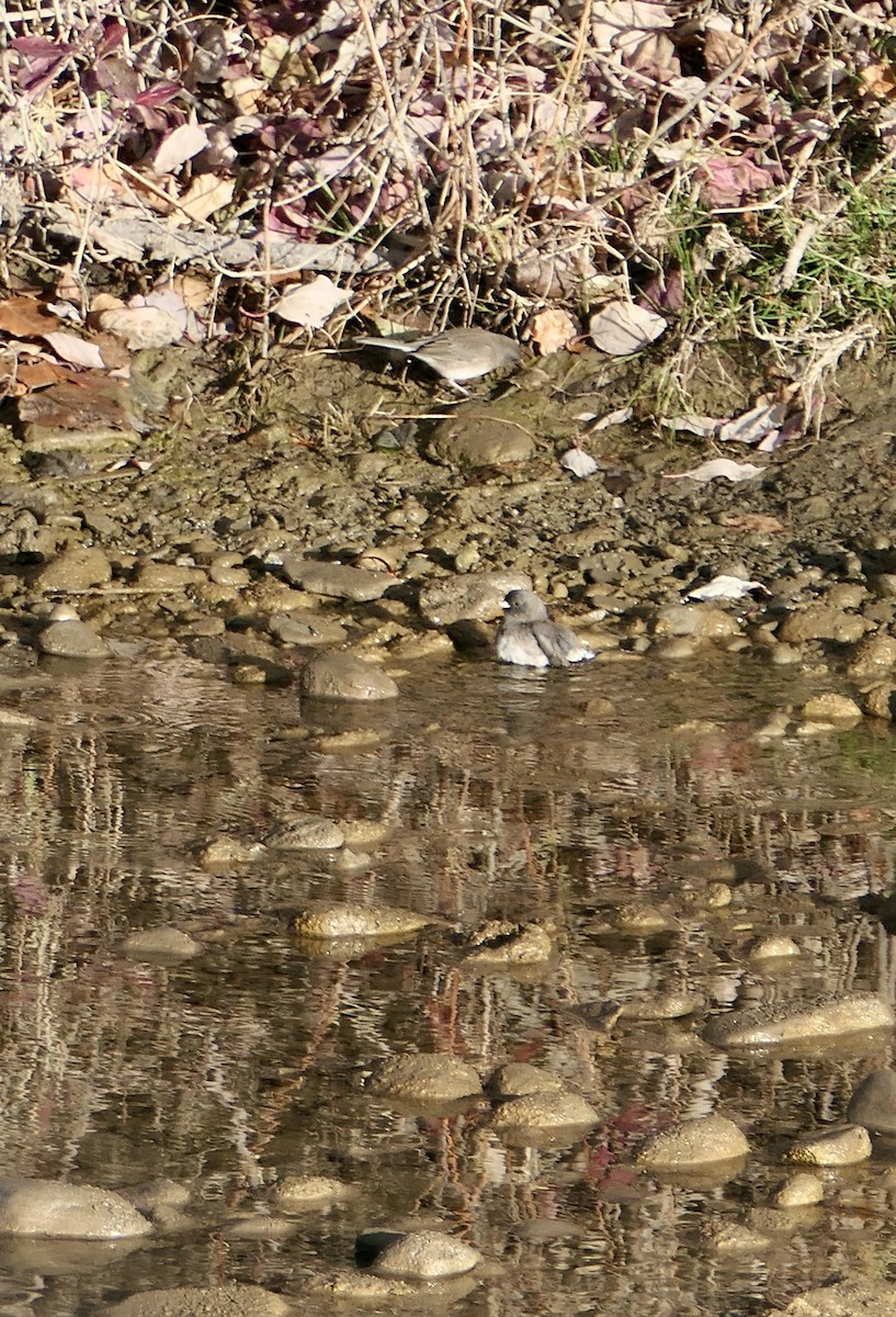 Dark-eyed Junco - ML645197237