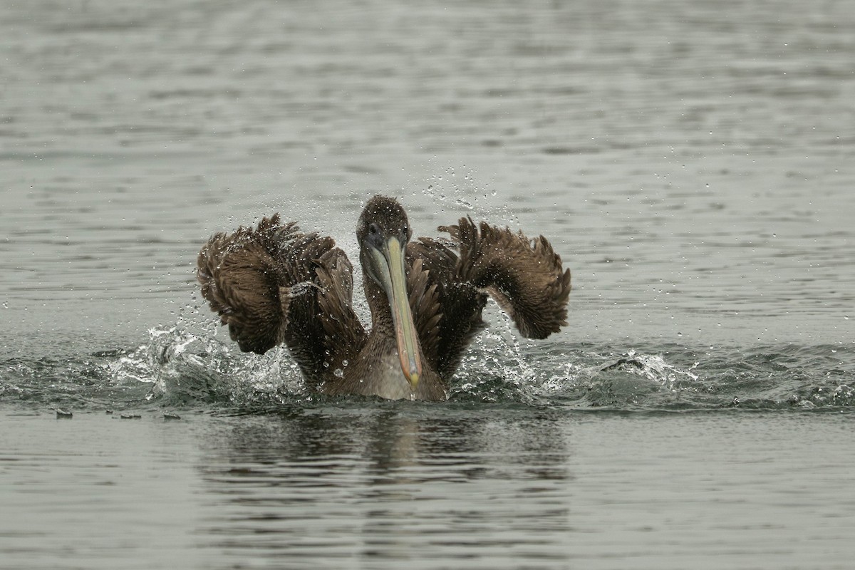 Brown Pelican - ML645197238