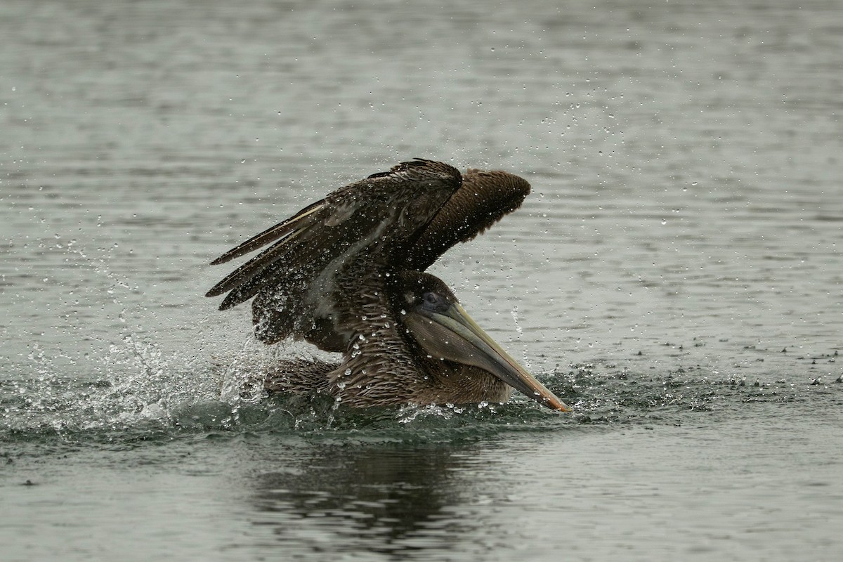 Brown Pelican - ML645197239