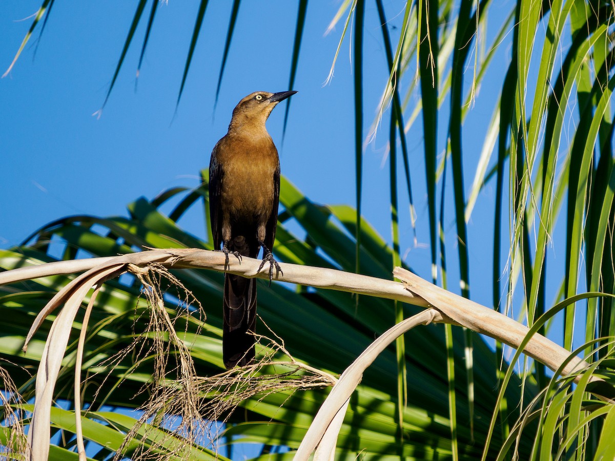 Great-tailed Grackle - ML645197240
