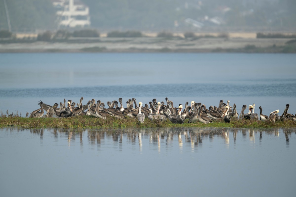Brown Pelican - ML645197244