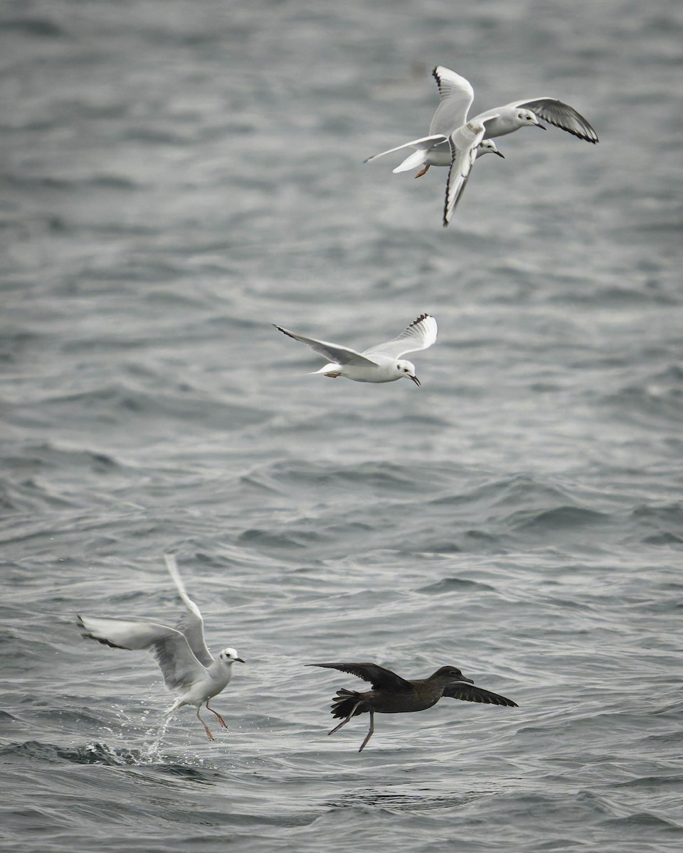 短尾水薙鳥 - ML645197245