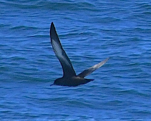 灰水薙鳥 - ML645197246