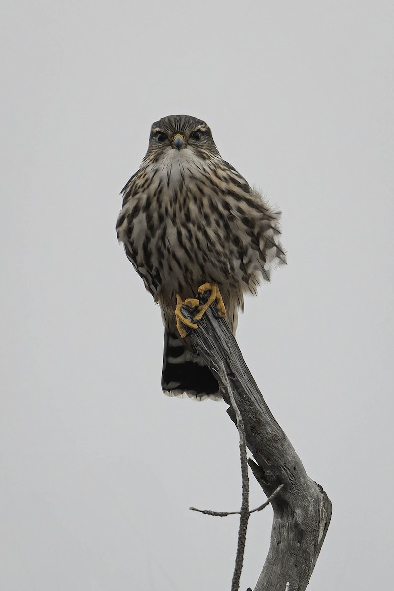 灰背隼 - ML645197247