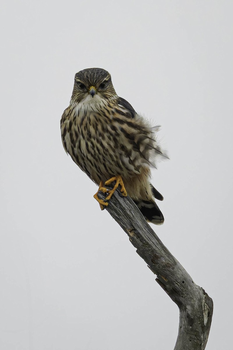 灰背隼 - ML645197248