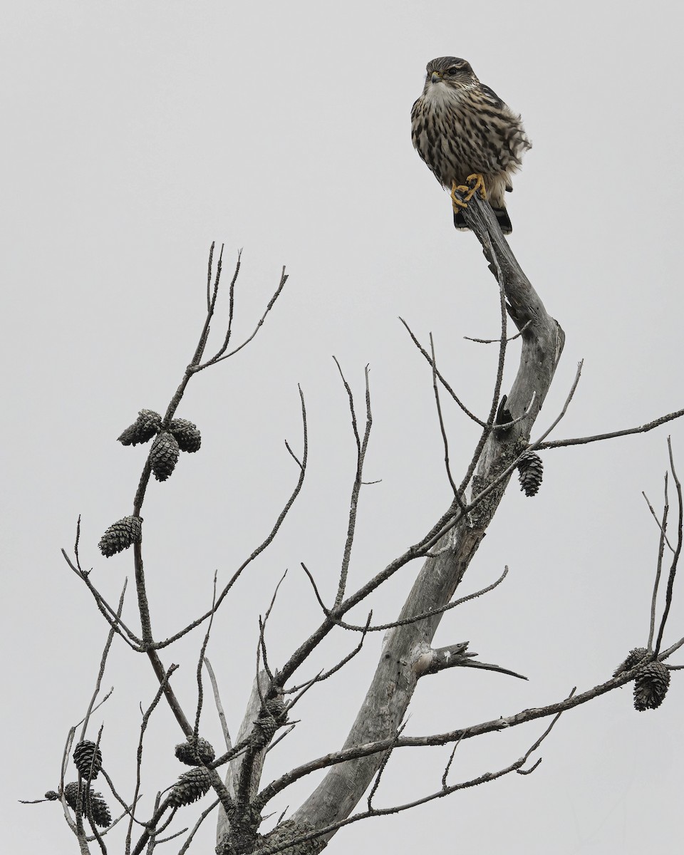 灰背隼 - ML645197249