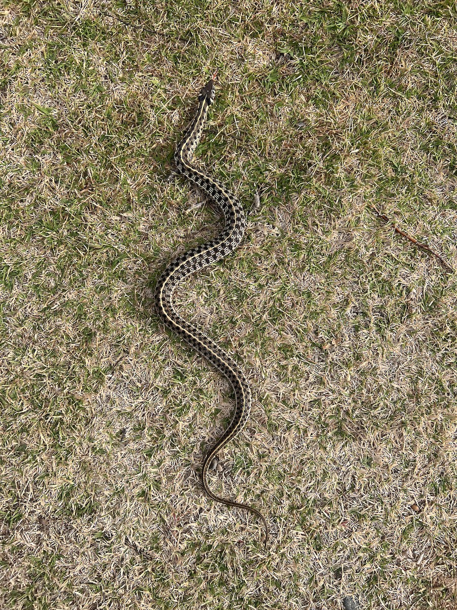 格紋帶蛇 - ML645197250