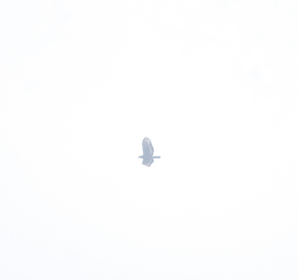 Crested Serpent-Eagle - ML645197266