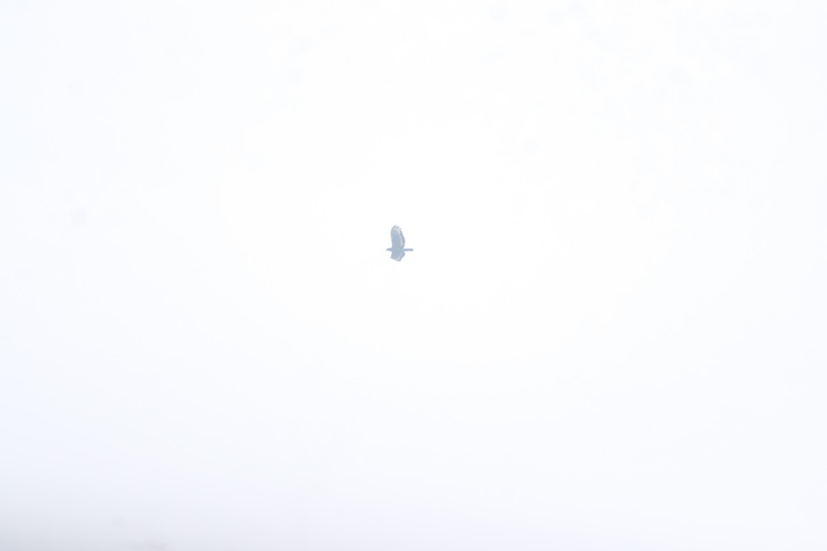 Crested Serpent-Eagle - ML645197267