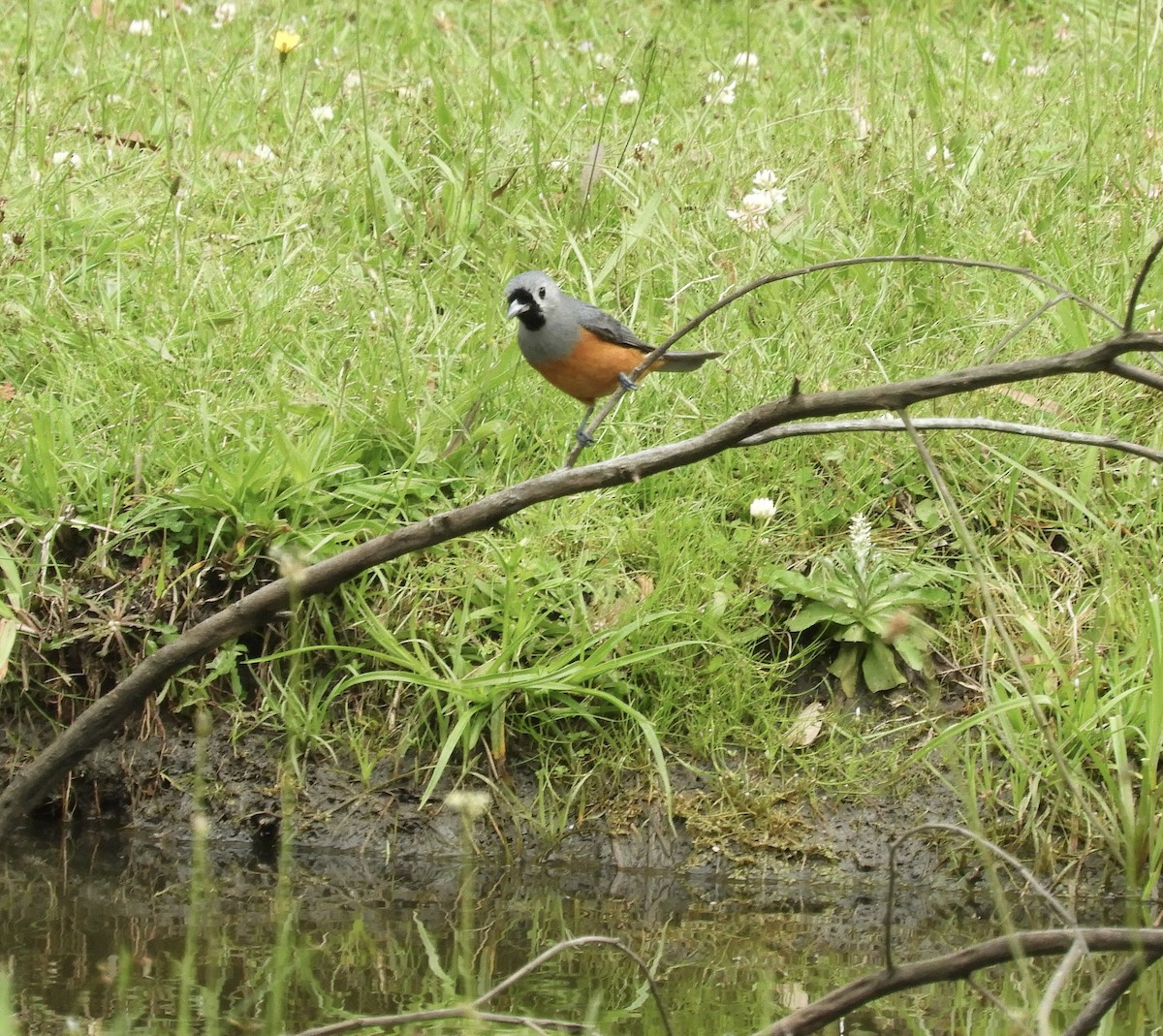 Black-faced Monarch - ML645197270