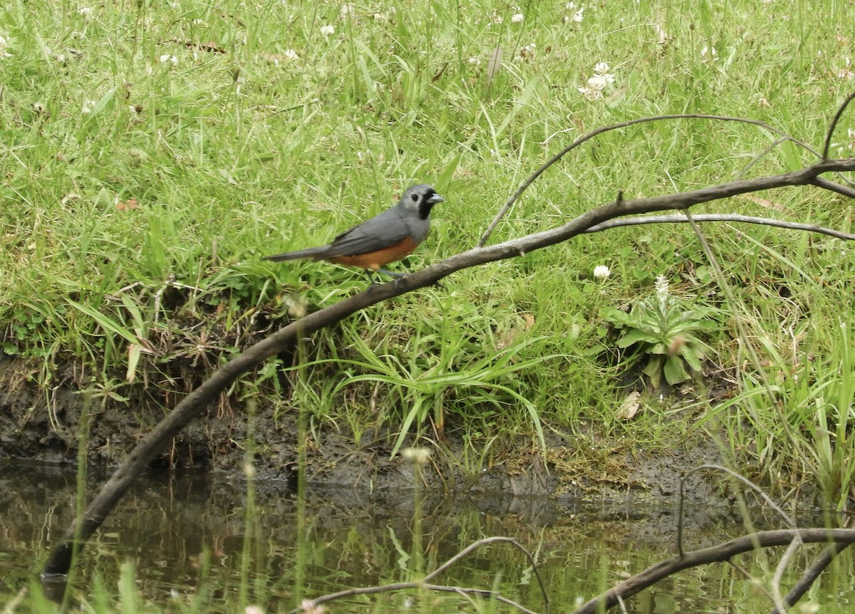 Black-faced Monarch - ML645197271