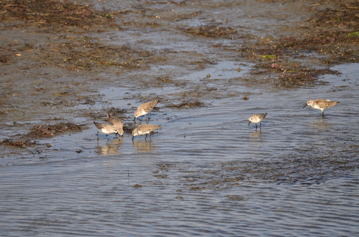 Bergstrandläufer - ML645197280