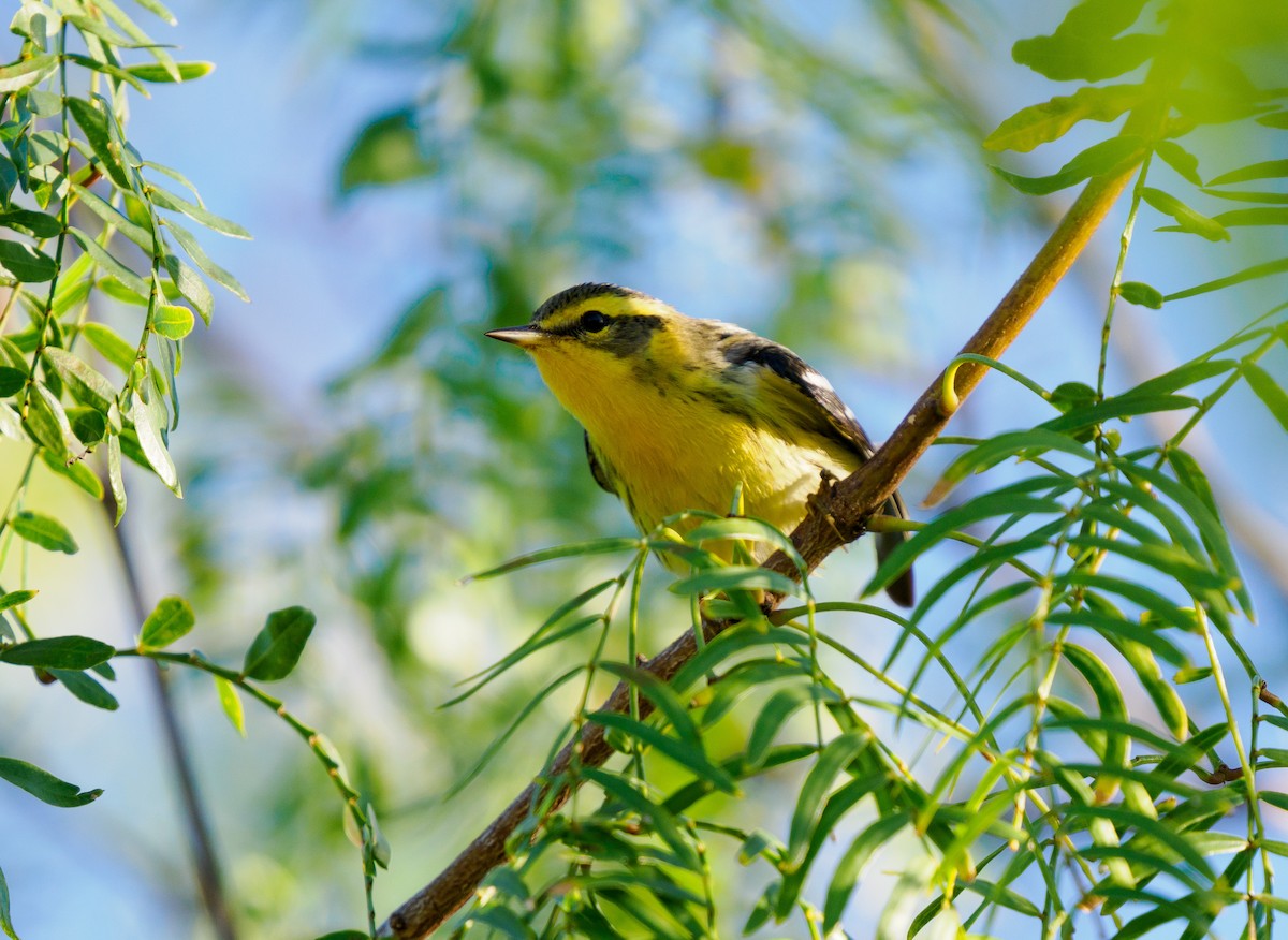Blackburnian Warbler - ML645197283