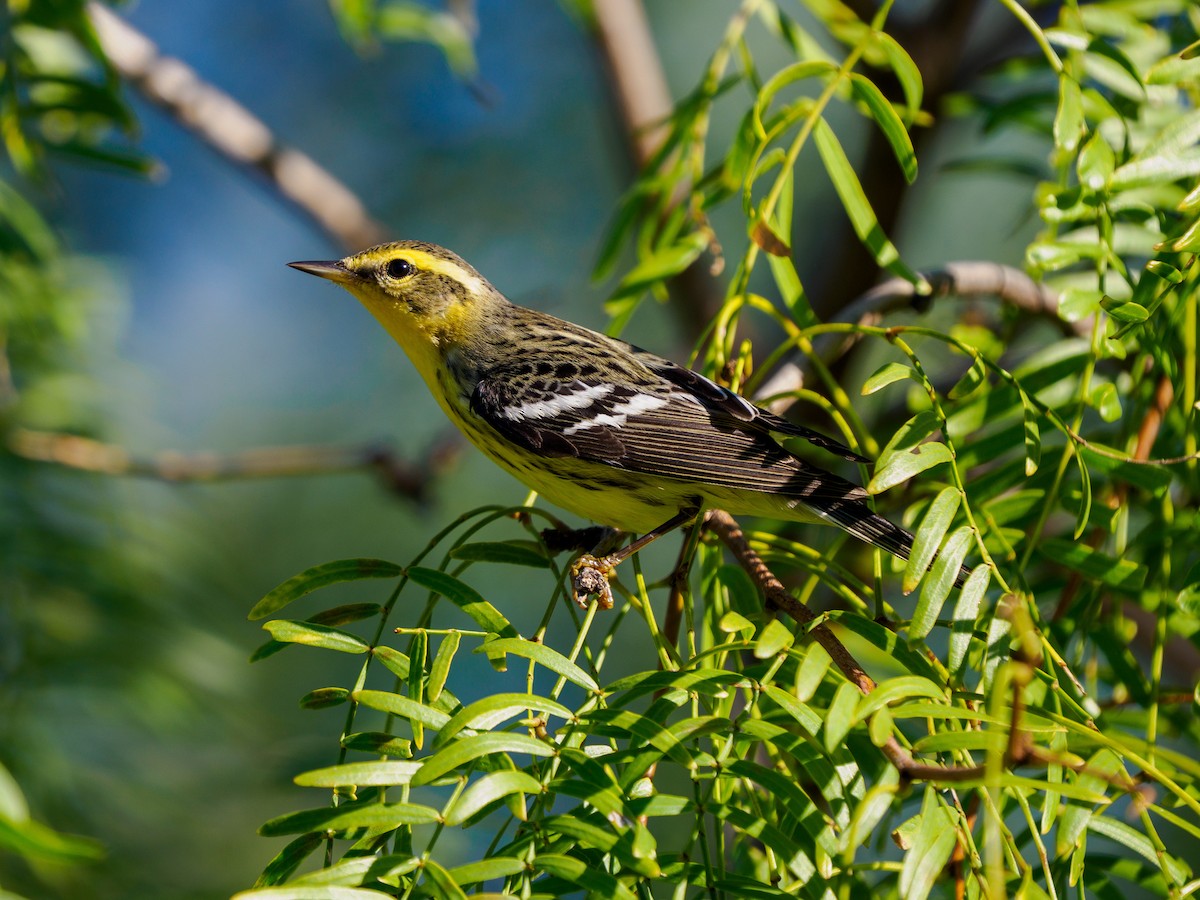 Blackburnian Warbler - ML645197284
