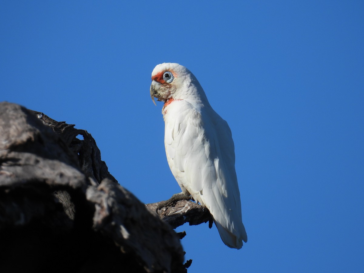 Nasenkakadu - ML645197285
