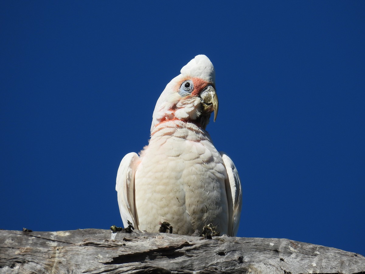 Nasenkakadu - ML645197286