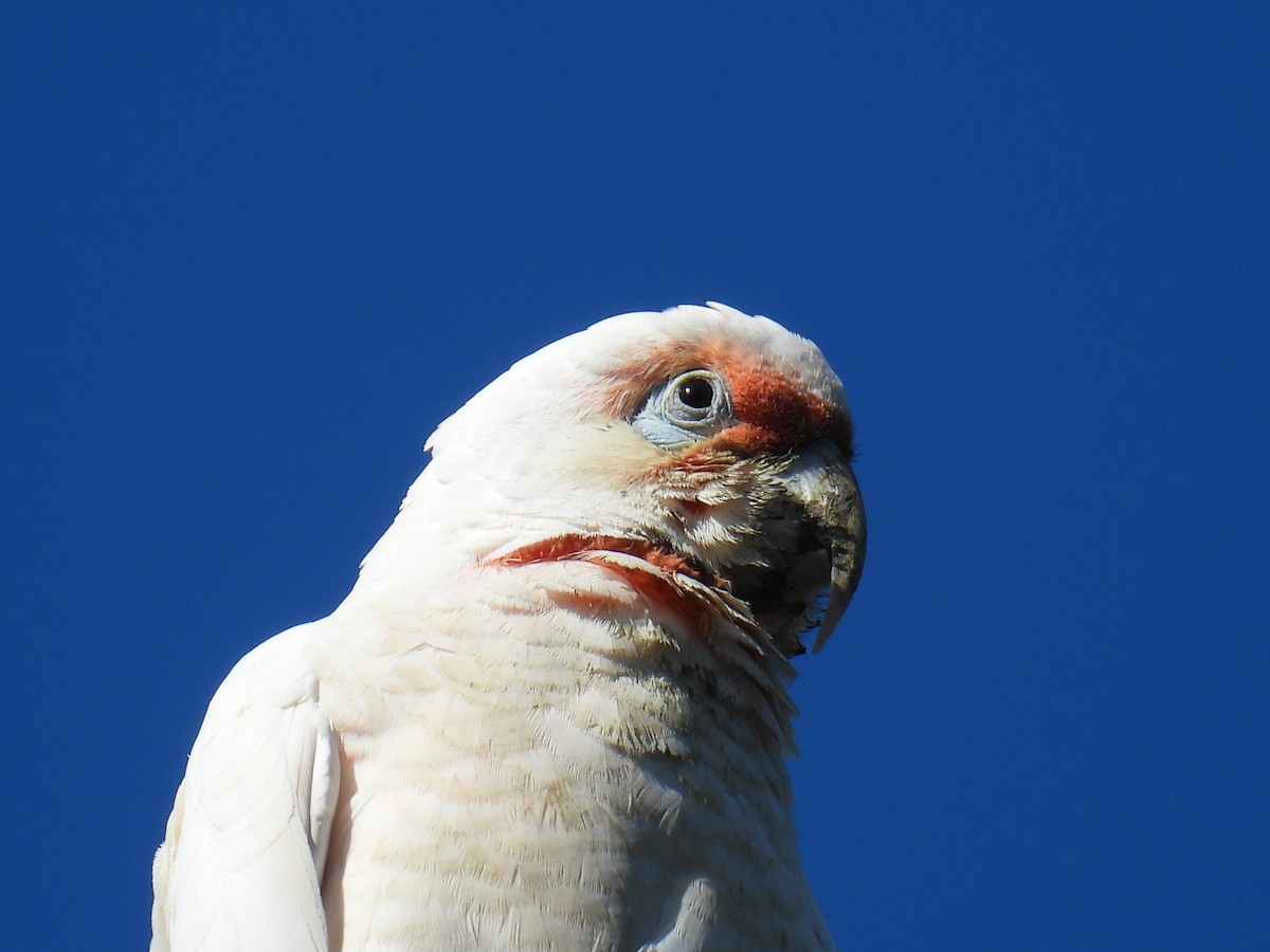 Nasenkakadu - ML645197287