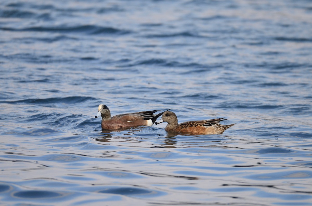 Kanadapfeifente - ML645197290