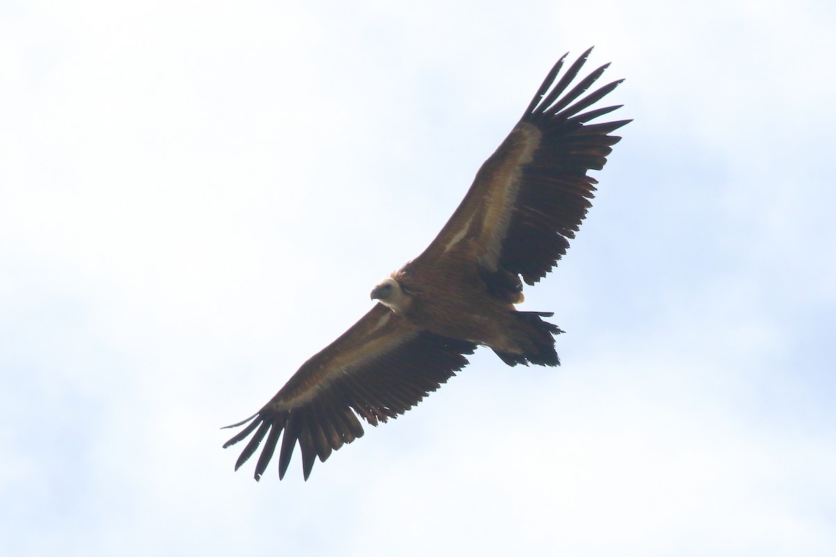 Gänsegeier - ML645197295