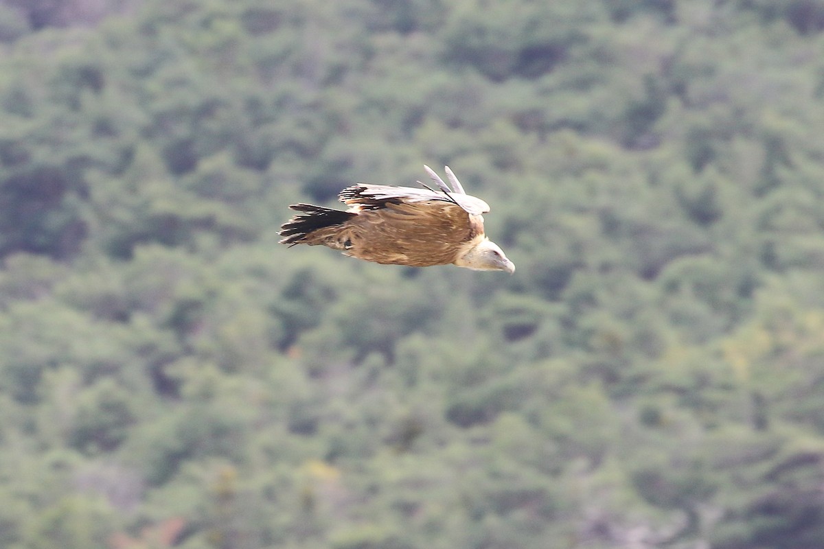 Gänsegeier - ML645197296