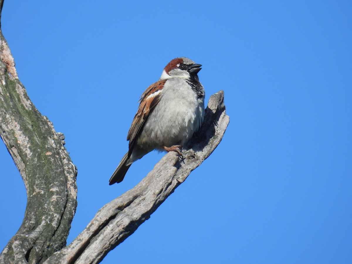 Haussperling - ML645197297