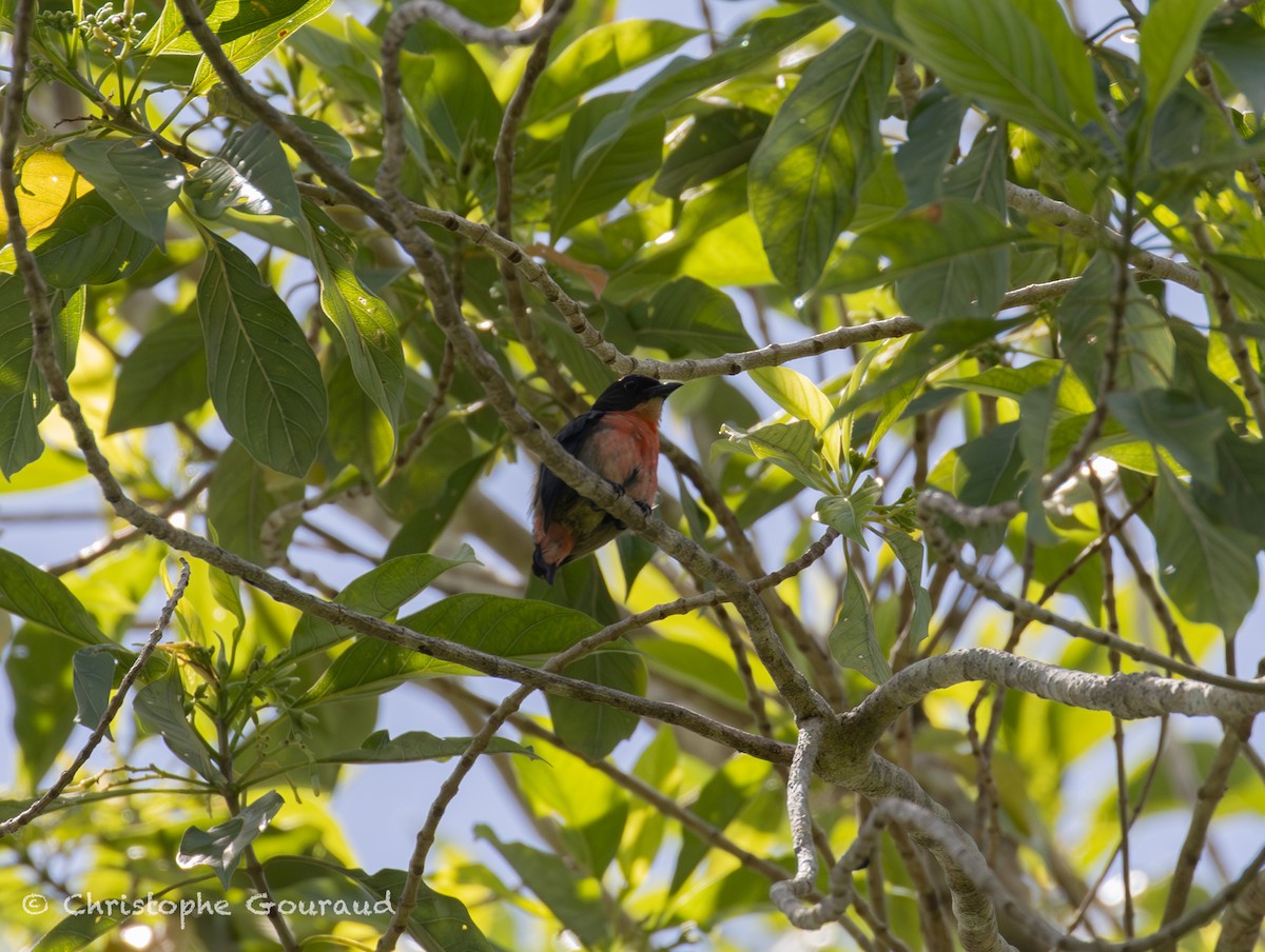 Rosenbauch-Mistelfresser - ML645197298