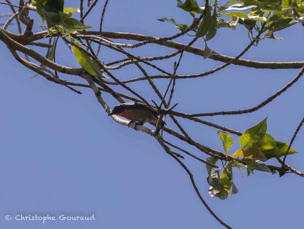 Rosenbauch-Mistelfresser - ML645197299