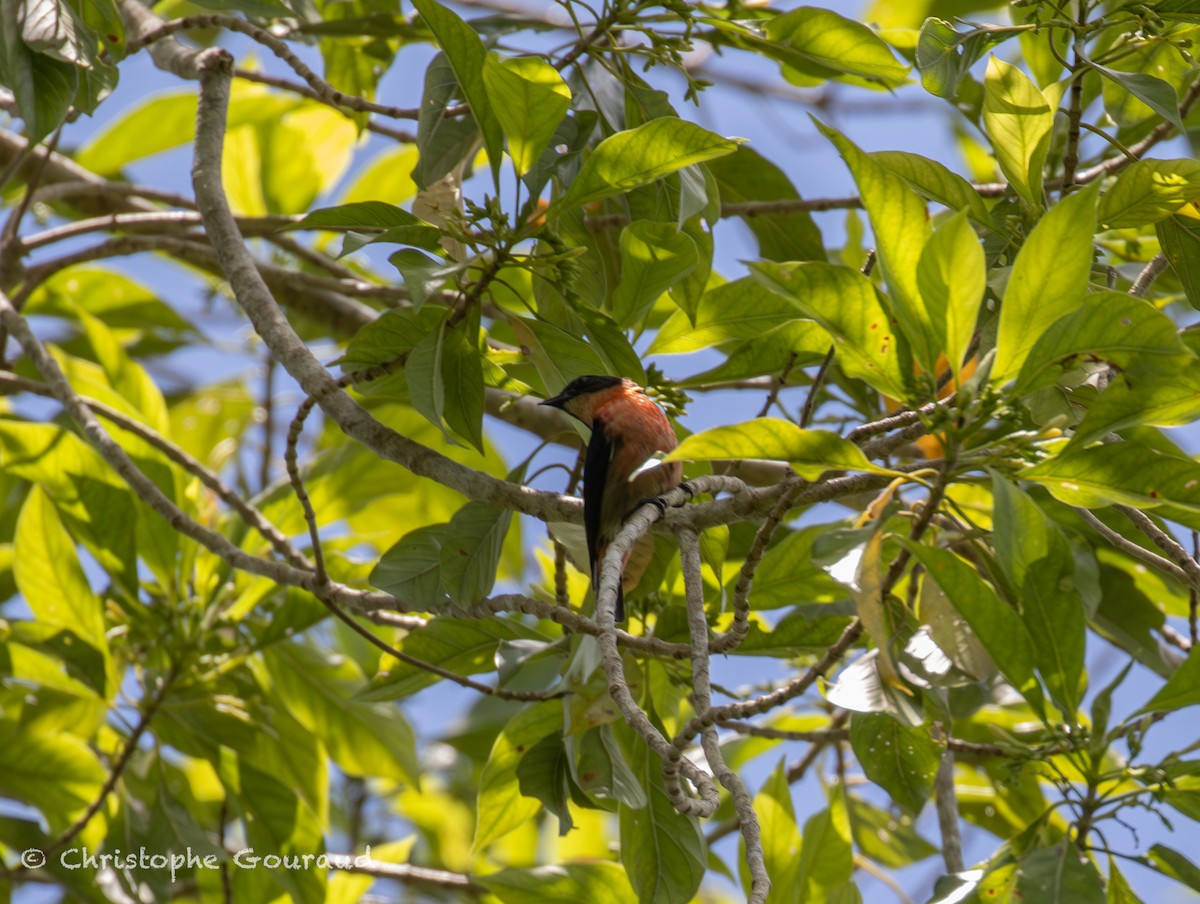 Rosenbauch-Mistelfresser - ML645197300