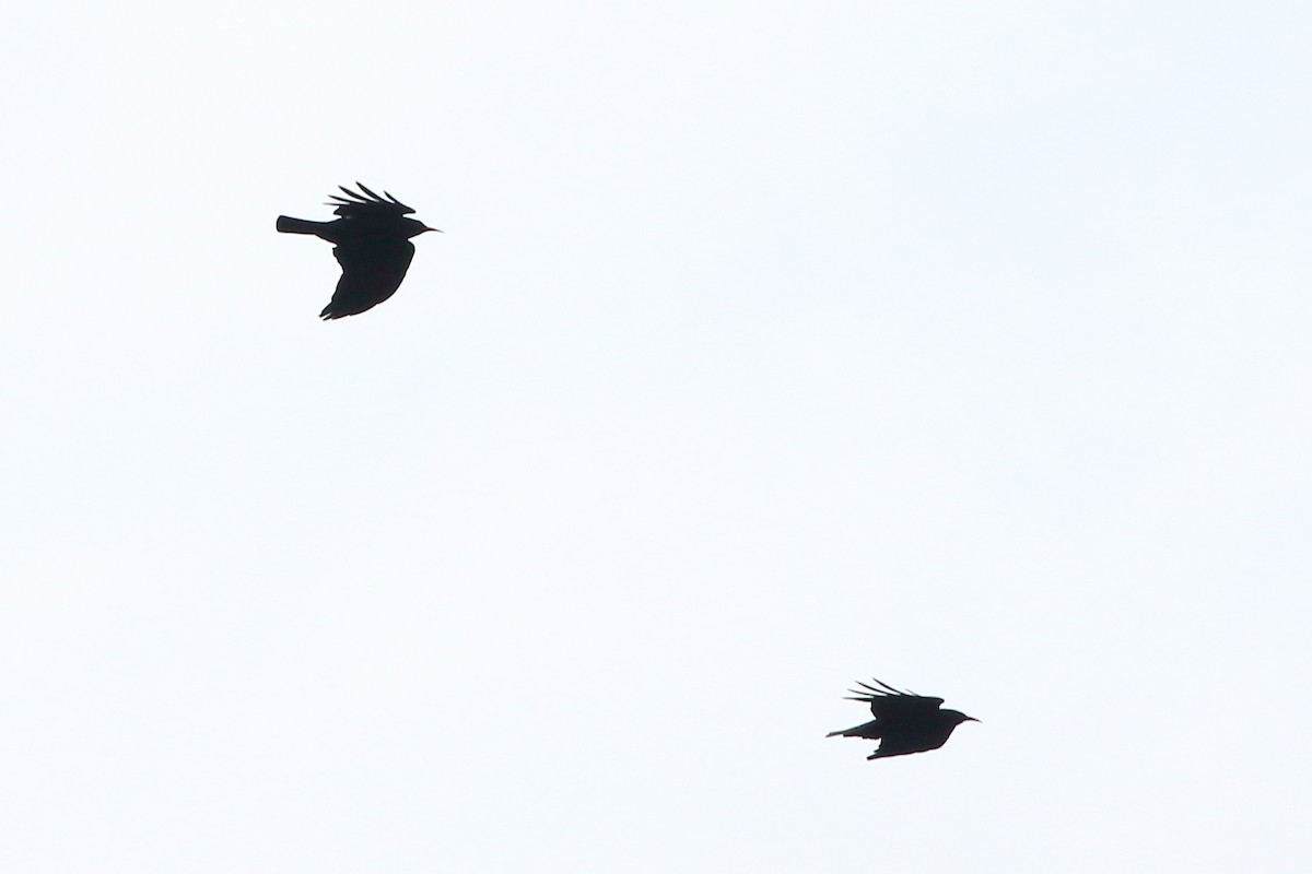 Alpenkrähe - ML645197302