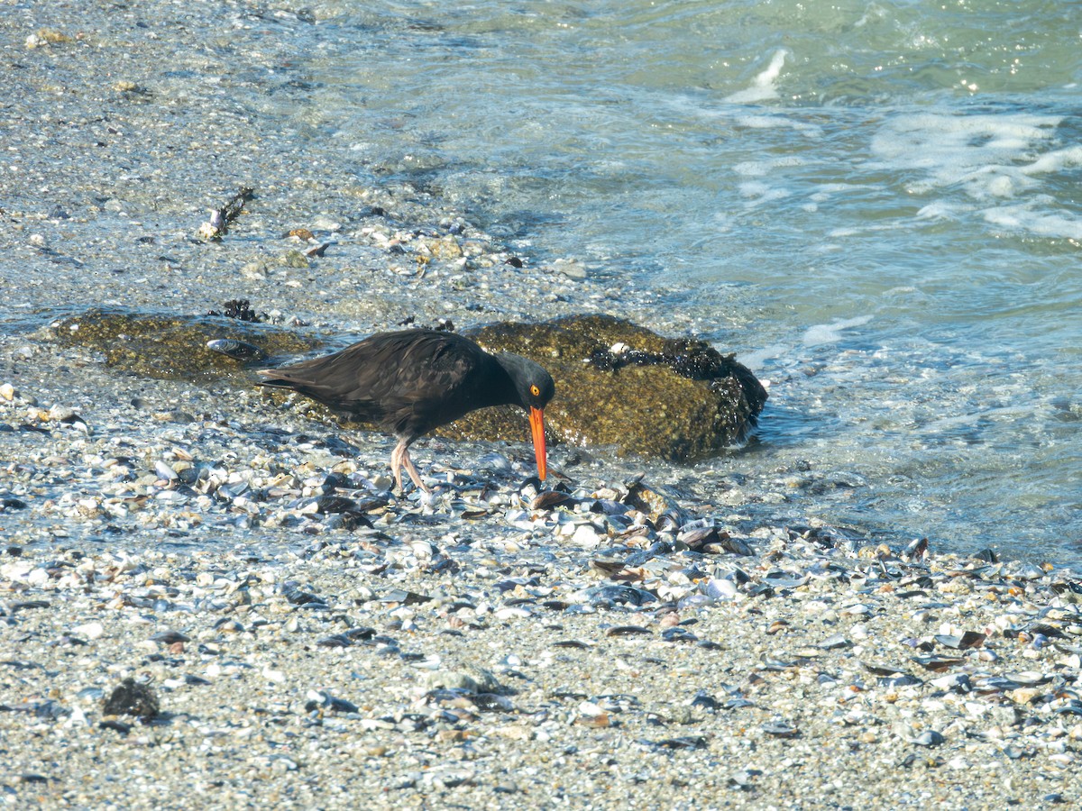 Klippenausternfischer - ML645197304