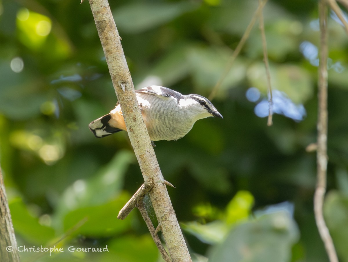 Weißbrauen-Raupenfänger - ML645197306