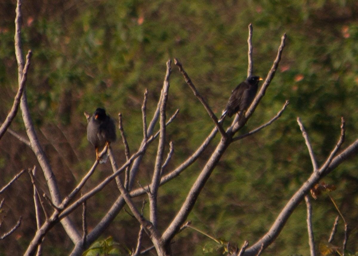 Dschungelmaina - ML645197307