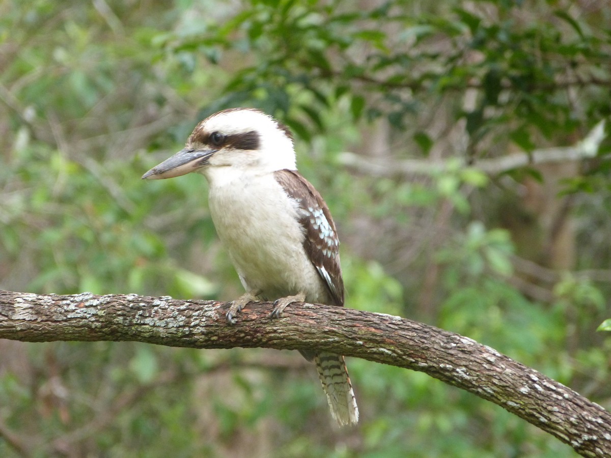 Jägerliest - ML645197308