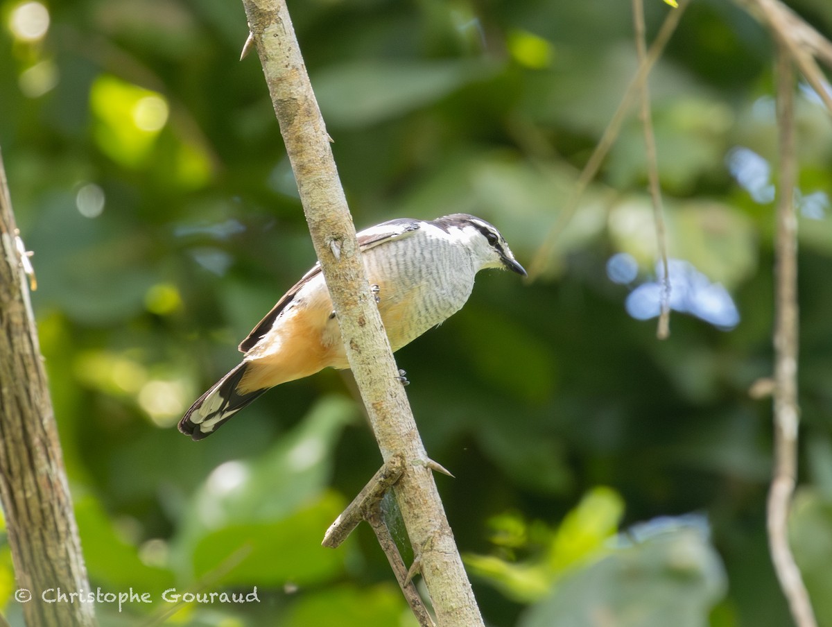 Weißbrauen-Raupenfänger - ML645197309