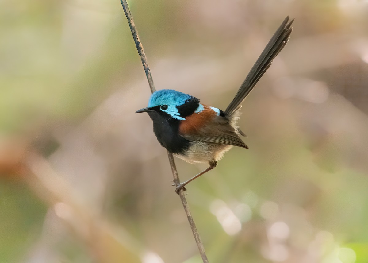 Silberkopf-Staffelschwanz - ML645197310