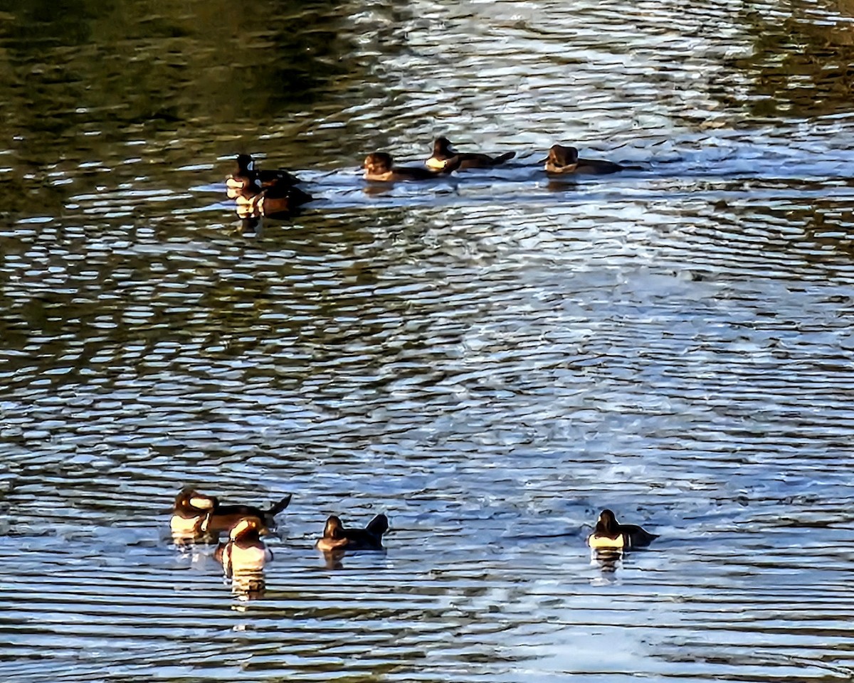 Kappensäger - ML645197311