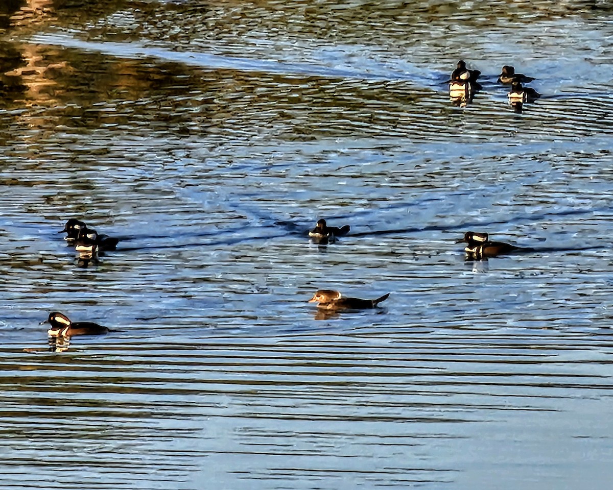 Kappensäger - ML645197312