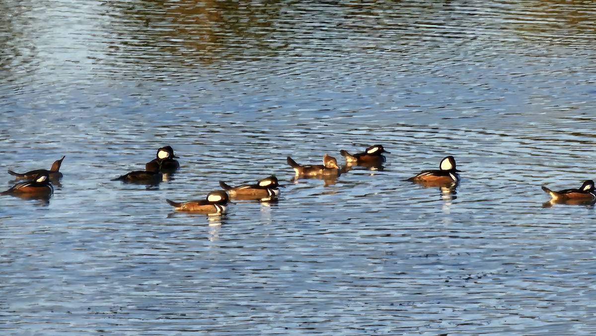 Kappensäger - ML645197313