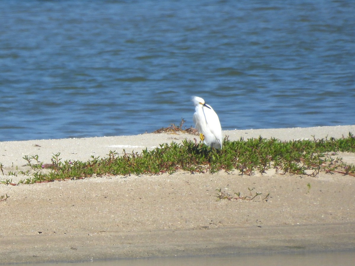 Schmuckreiher - ML645197314