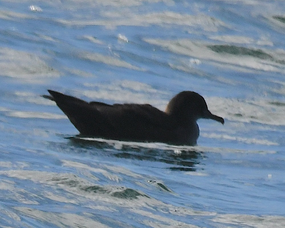 Dunkelsturmtaucher - ML645197315