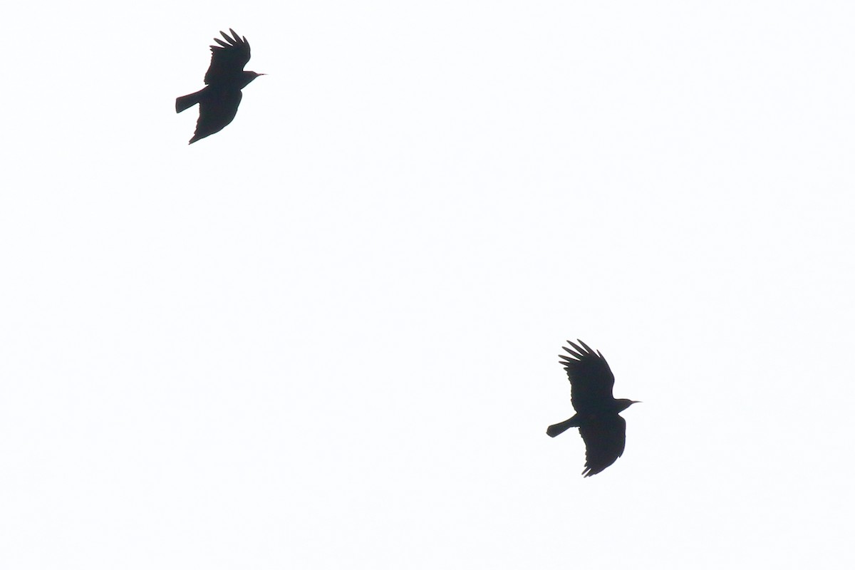 Alpenkrähe - ML645197316