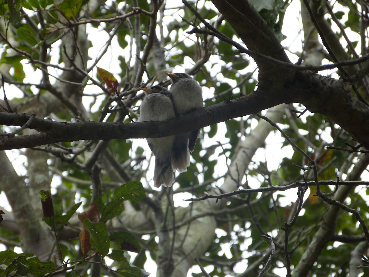 Weißstirn-Schwatzvogel - ML645197318