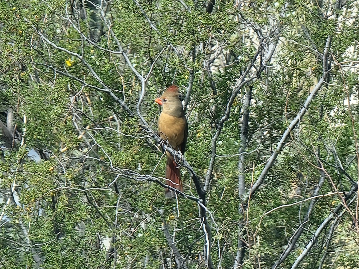 Rotkardinal - ML645197319