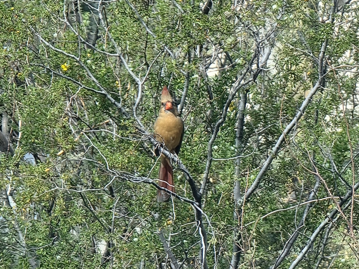 Northern Cardinal - ML645197321
