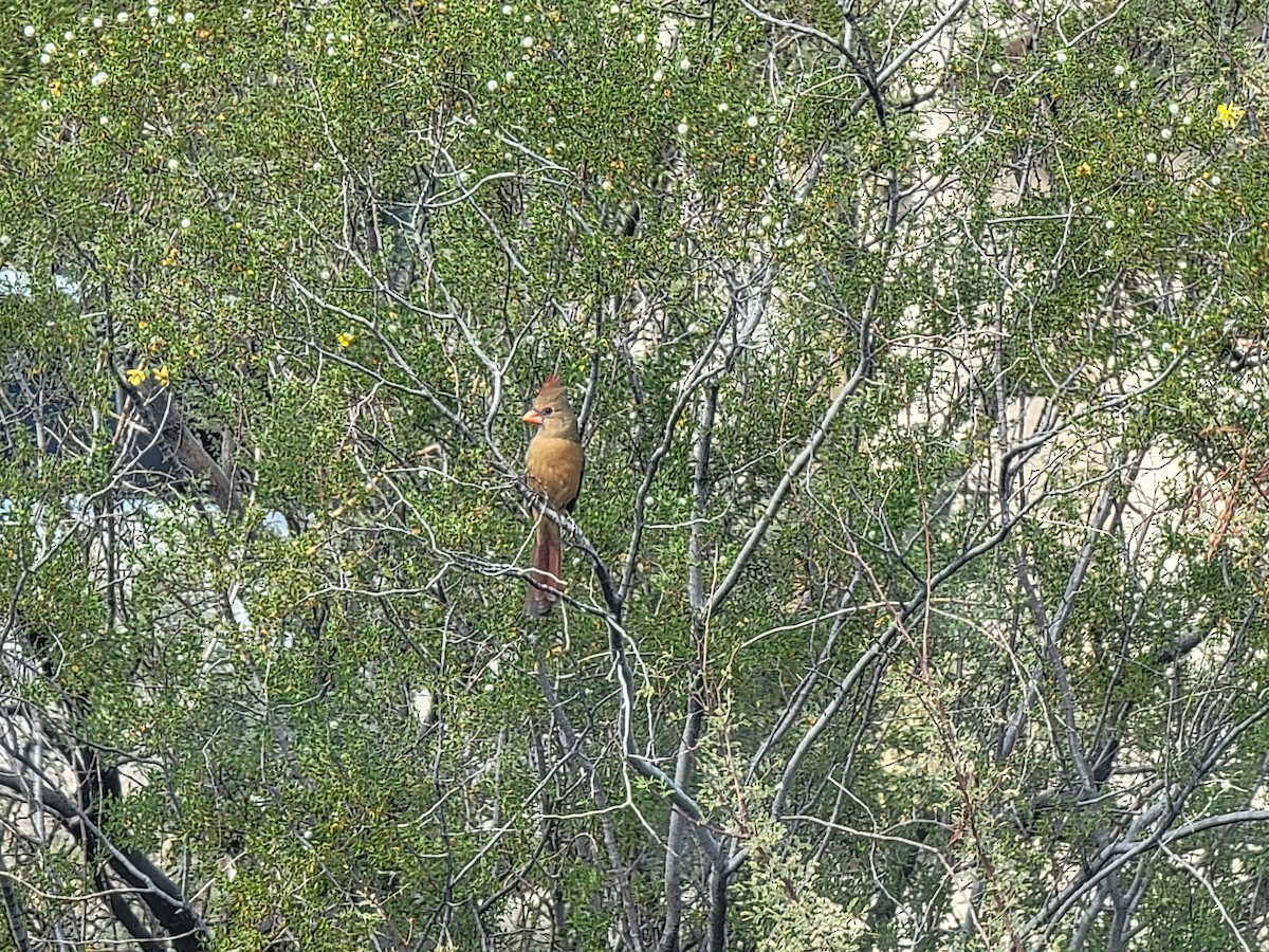 Northern Cardinal - ML645197322