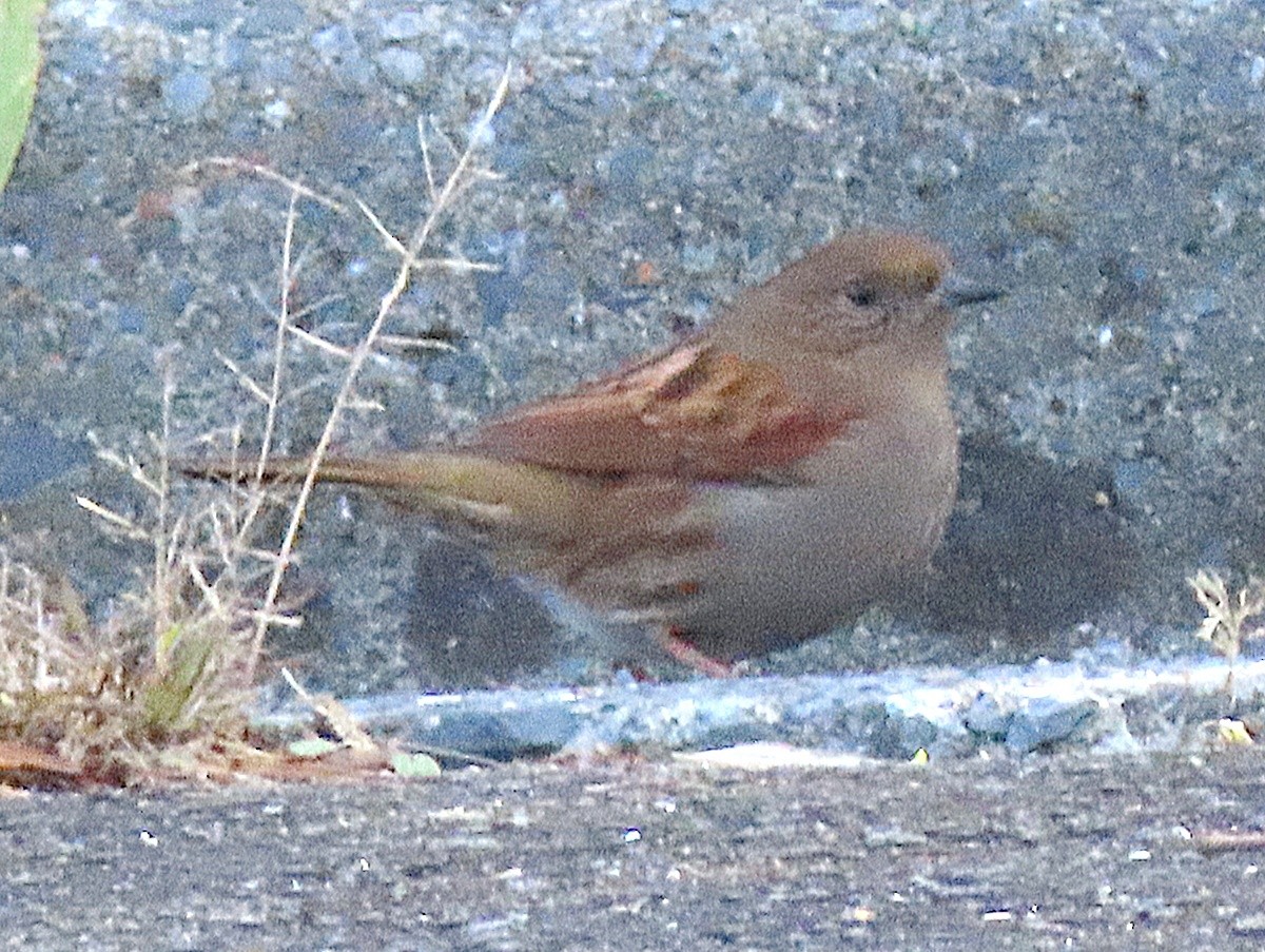 Japanese Accentor - ML645197352